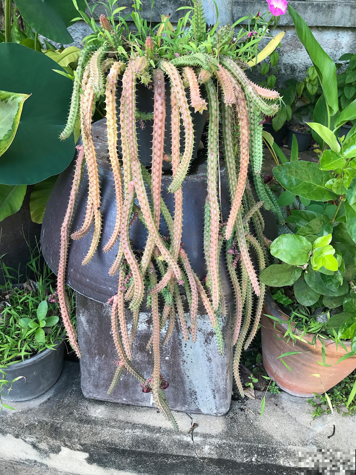 鼠尾仙人掌为什么不开花 鼠尾仙人掌为什么不开花