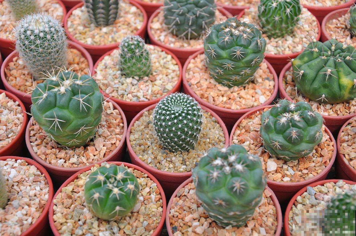 鸾凤玉怎么浇水？