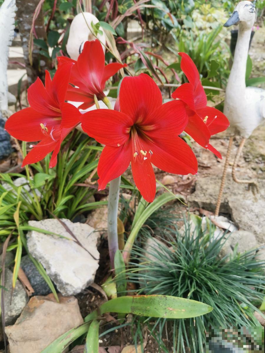 对红开花后怎么处理 对红开花后怎么处理