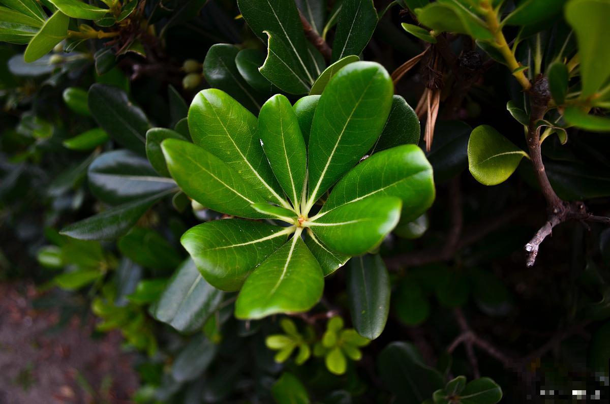 花叶熊掌木怎么养
