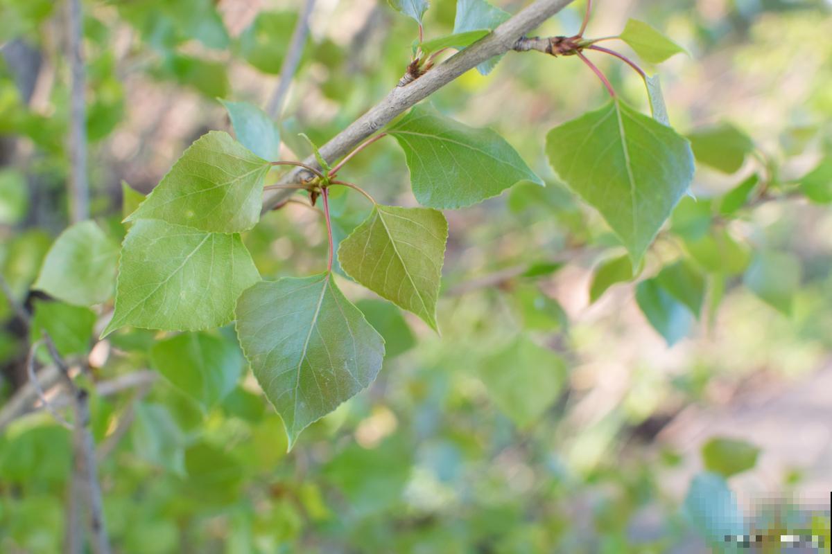 风化土可以种什么植物