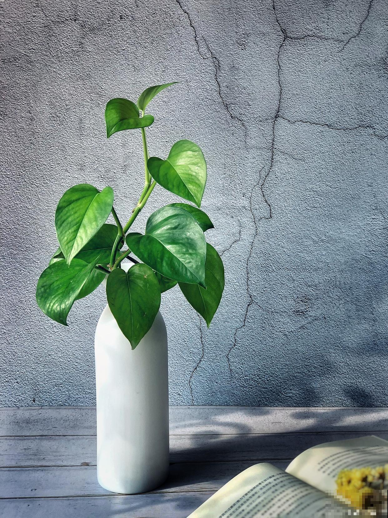 绿萝柱怎么修剪？