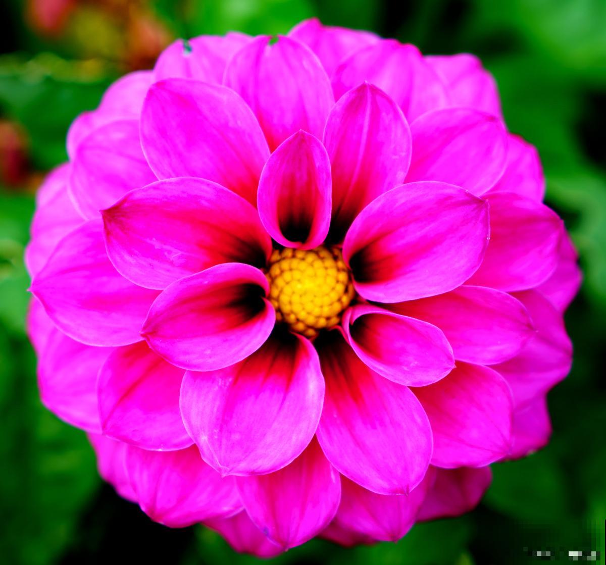 大丽花用什么肥？