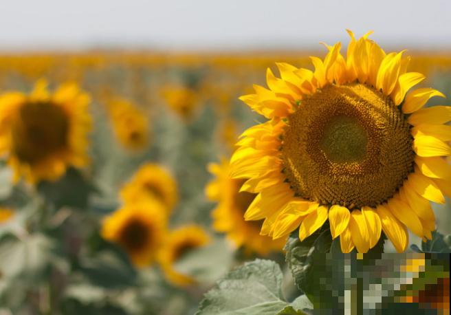 向日葵要想快速开花，这5点要知道，学会养殖不出问题