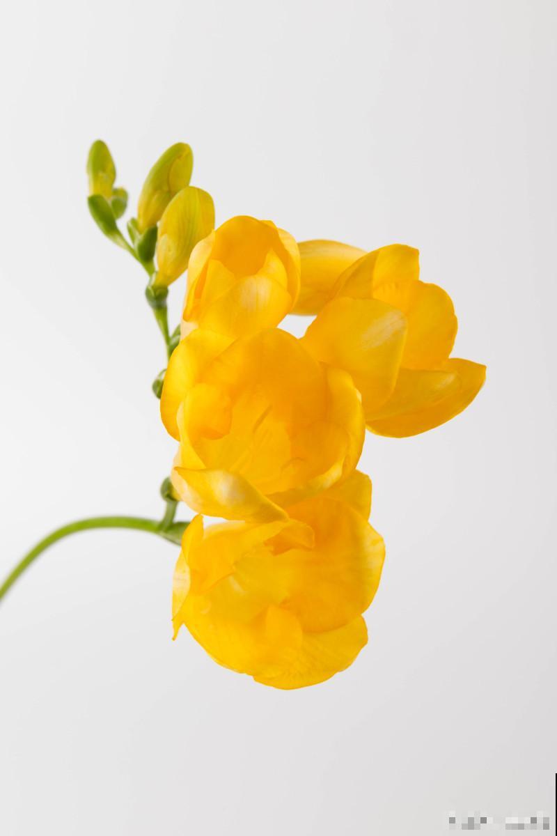 跳舞兰怎么养才能开花 跳舞兰怎么养才能开花