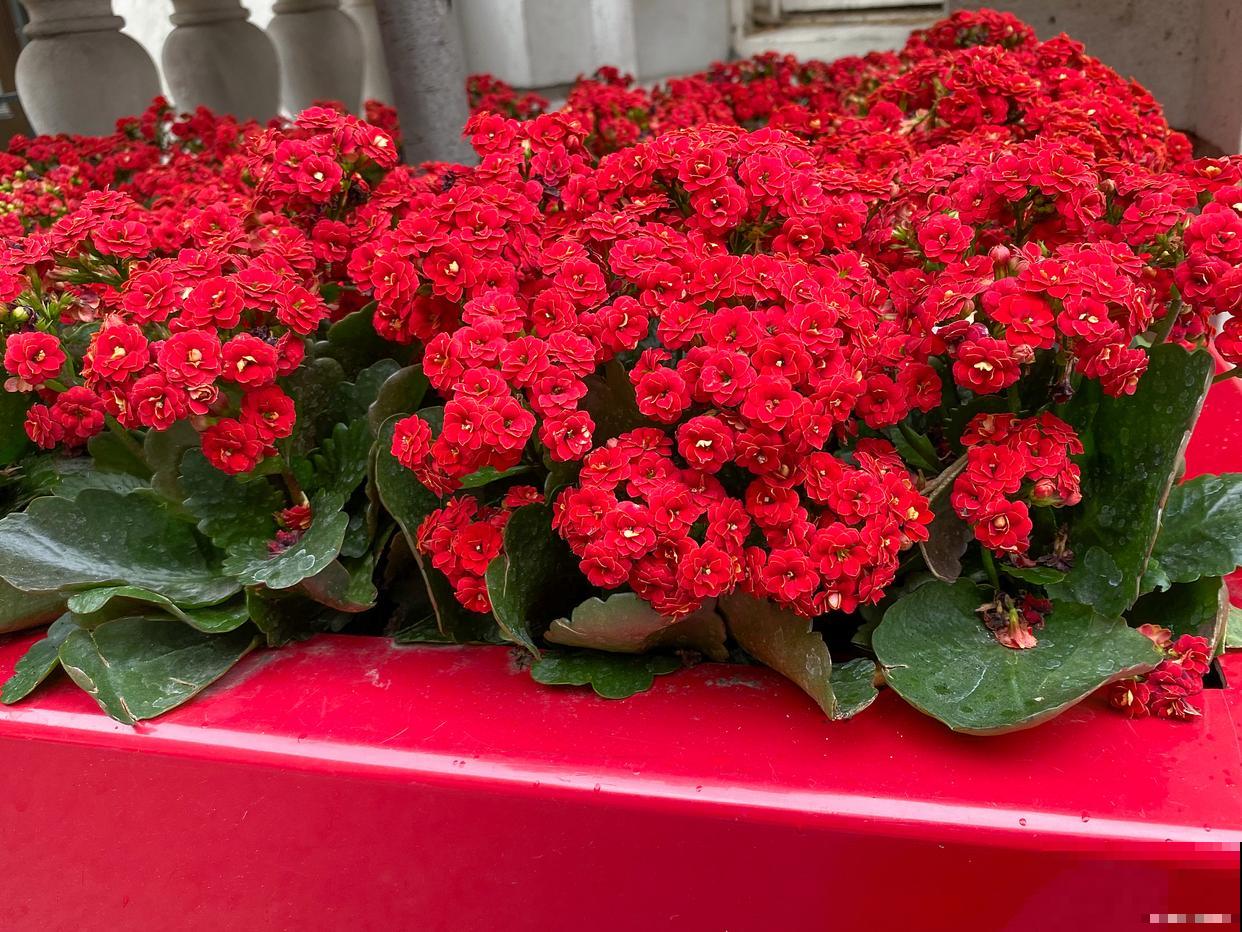 长寿花如何摘心? 长寿花如何摘心?