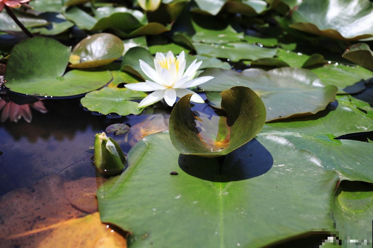 睡莲怎么养殖的？