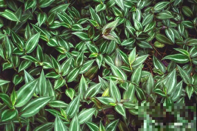 白脉椒草多久浇一次水