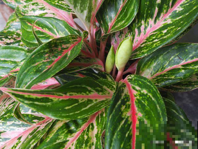 黛粉叶万年青怎么养