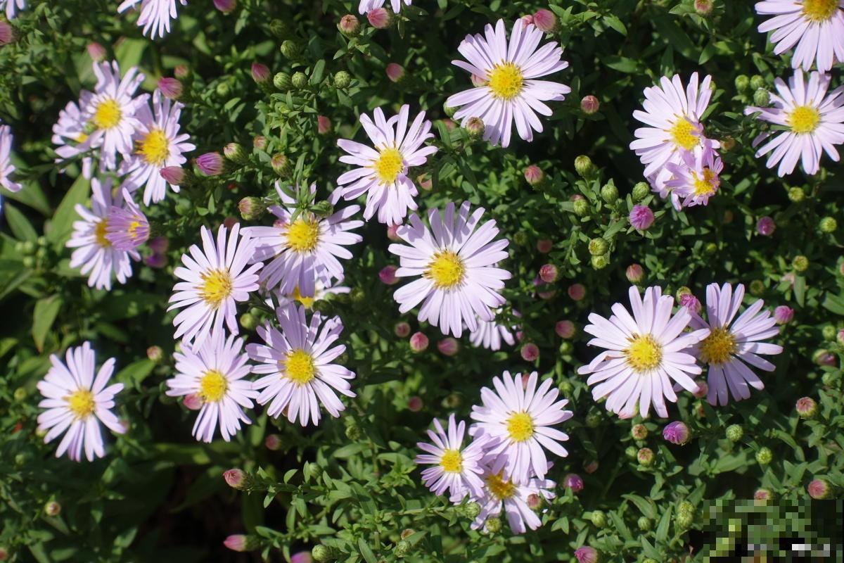 松果菊怎么种植？