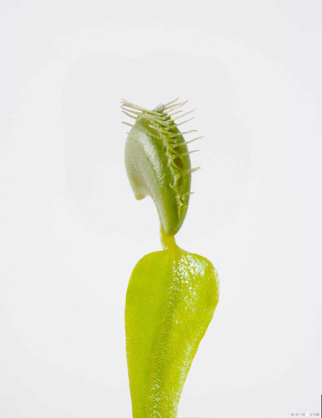 捕蝇草如何繁殖？