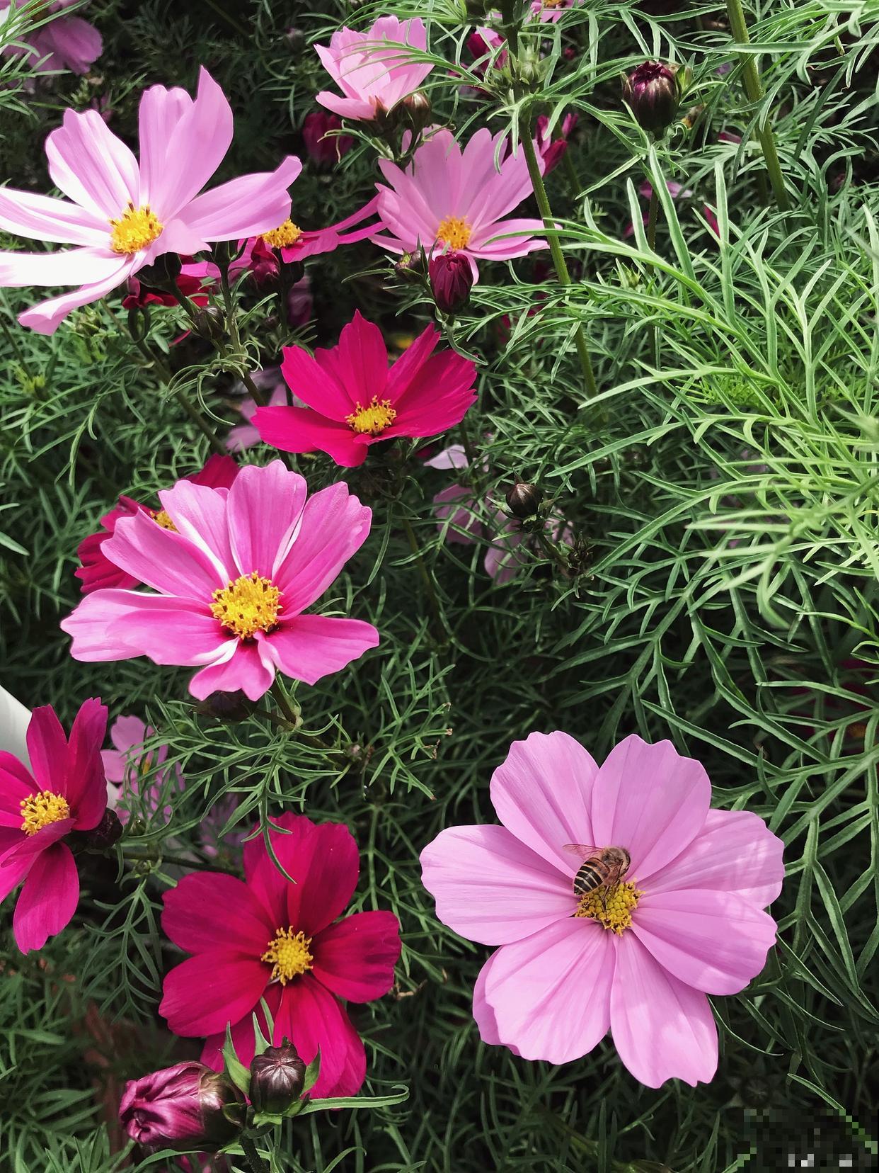 波斯菊什么时候摘心