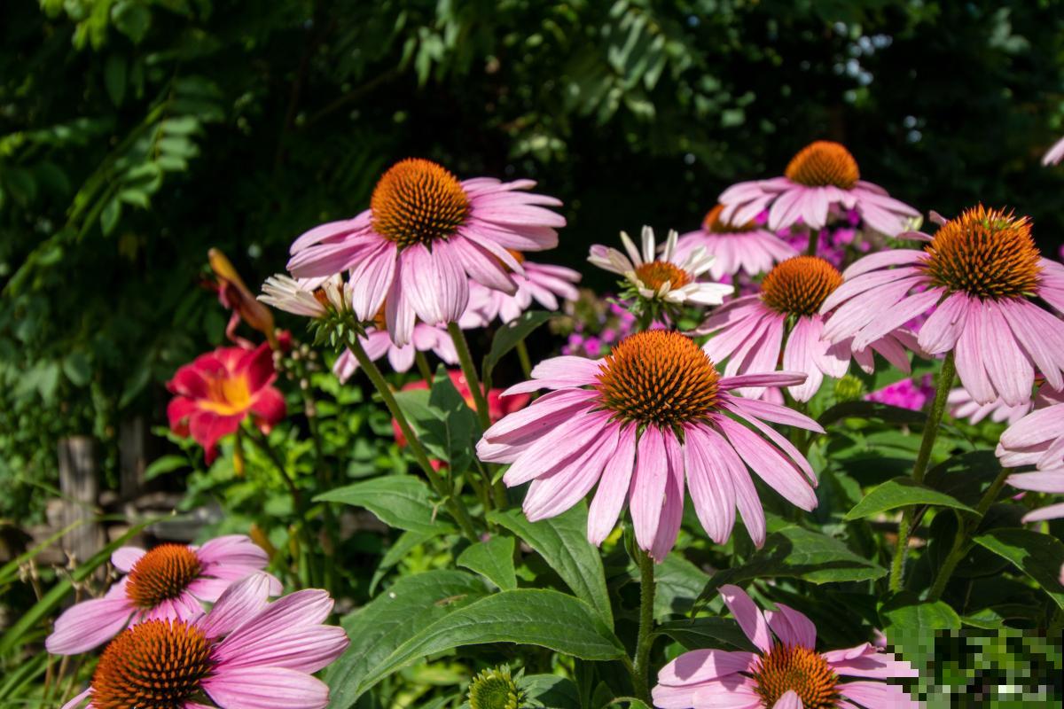 松果菊怎么种植？