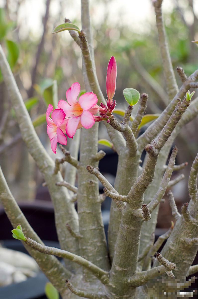 嫁接花怎么养的？