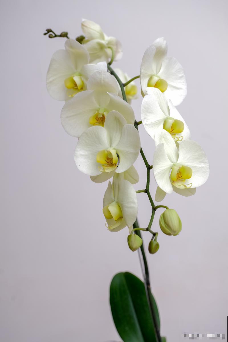 洋兰鲜切花如何养护 洋兰鲜切花如何养护