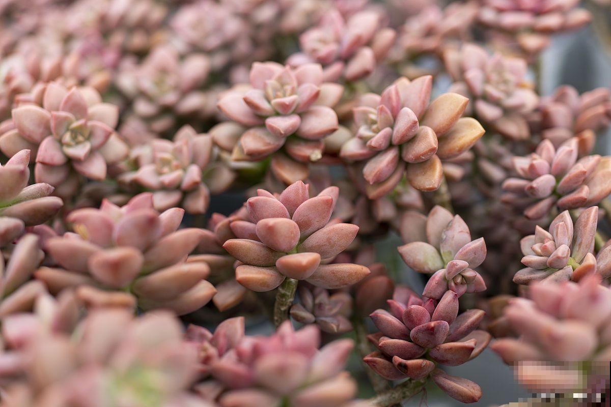 姬胧月老桩弯了怎么弄直