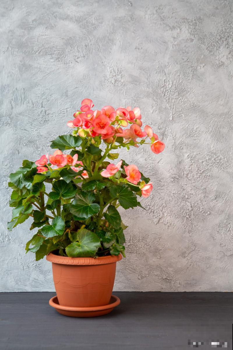 球根海棠怎么浇水? 球根海棠怎么浇水?