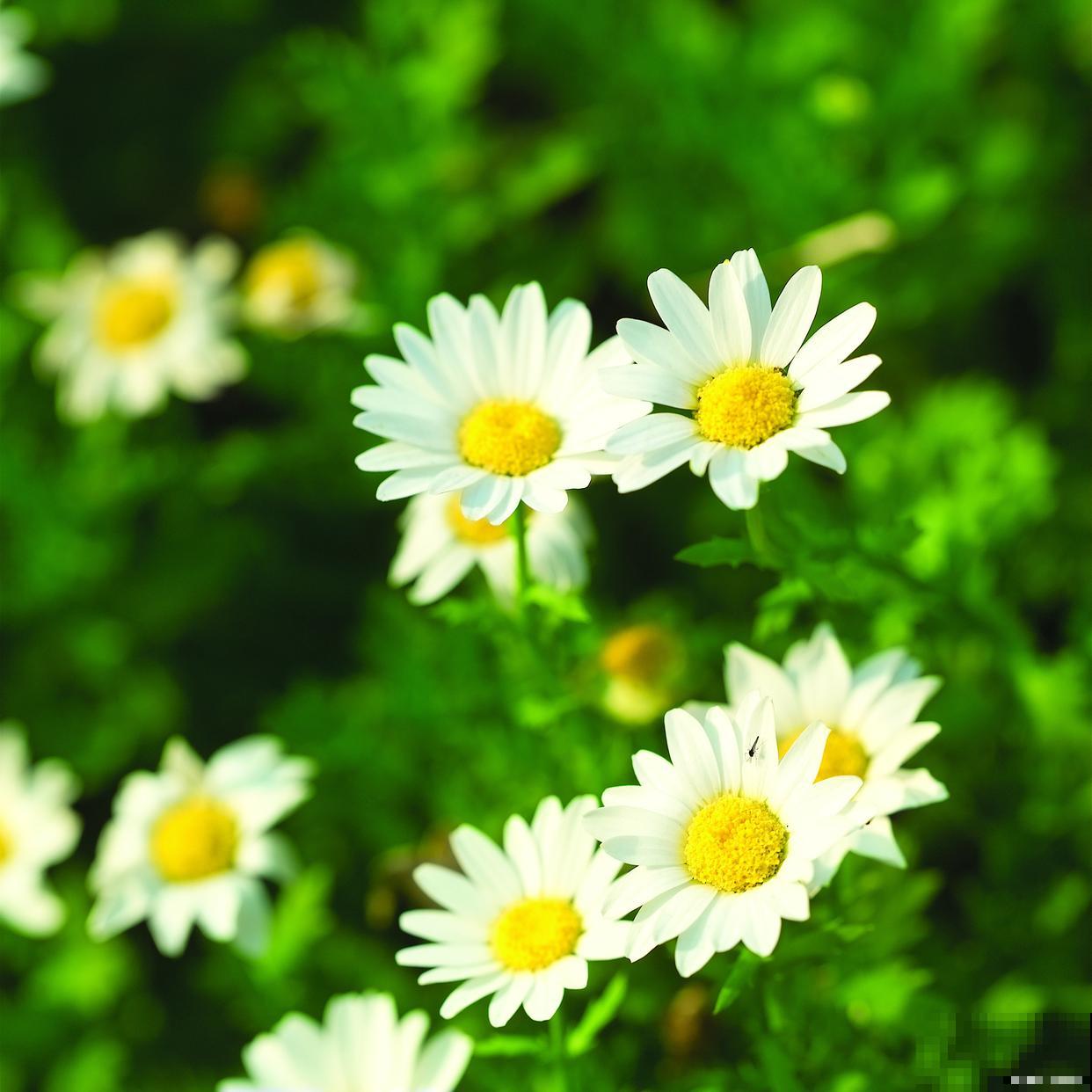 玛格丽特盆栽怎么养 玛格丽特盆栽怎么养