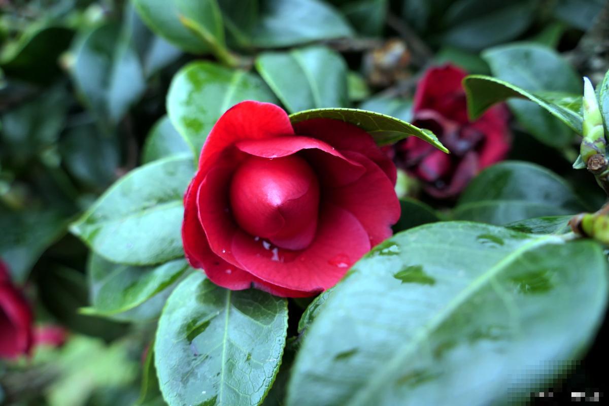 茶花长向一边怎么办 茶花长向一边怎么办