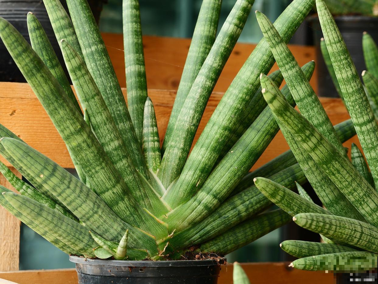 虎皮兰叶子边缘干枯怎么办