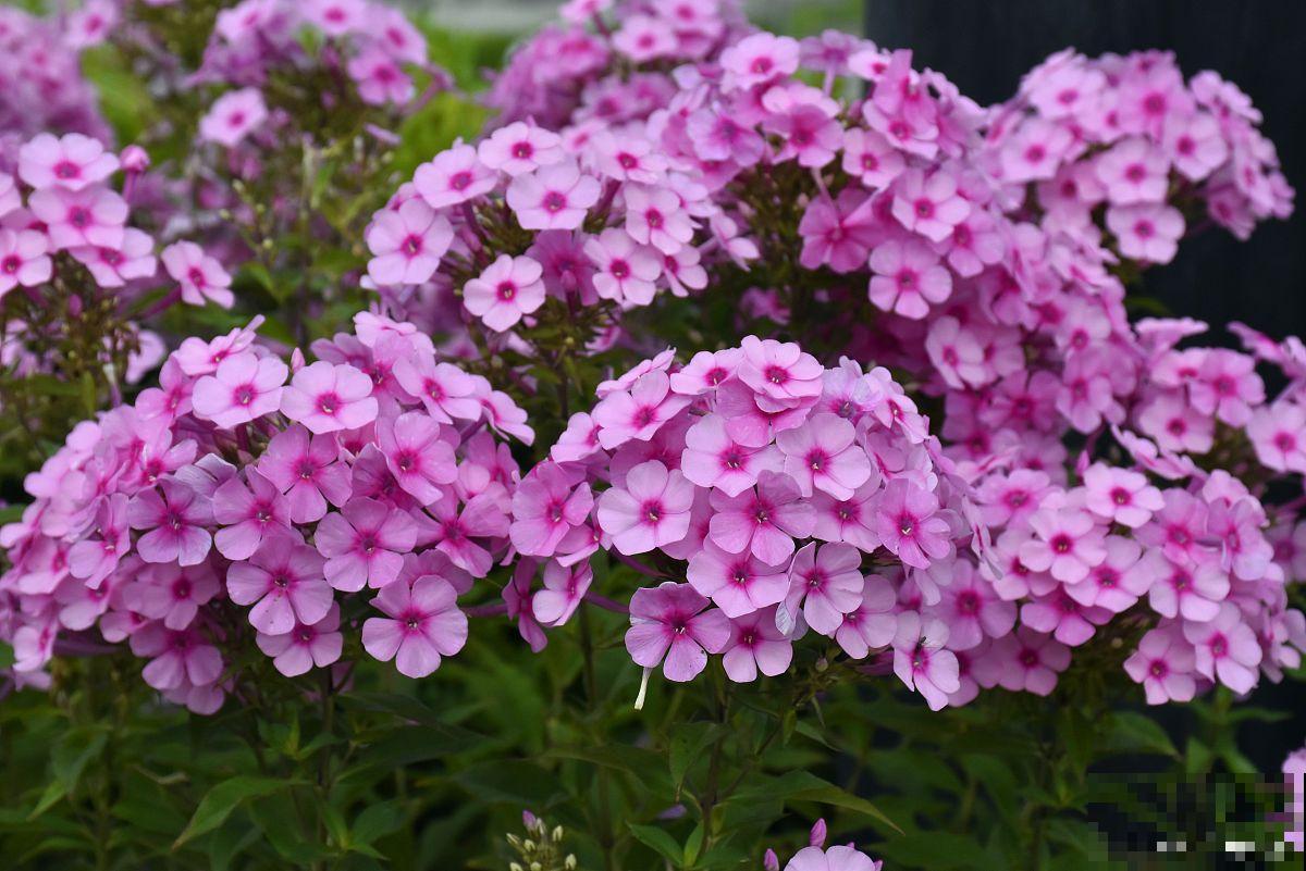 福禄考花期多久? 福禄考花期多久?