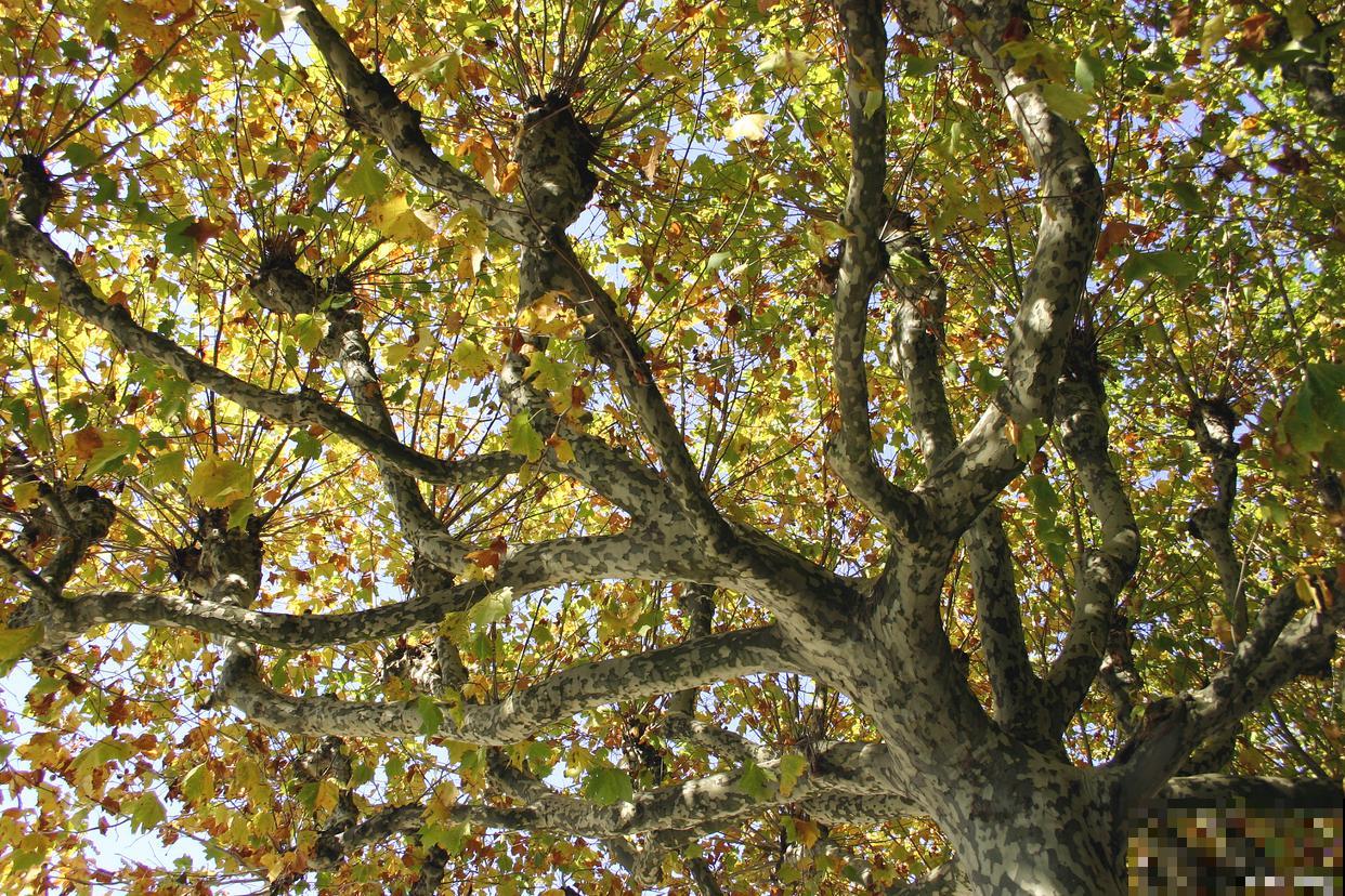 梧桐树如何繁殖？