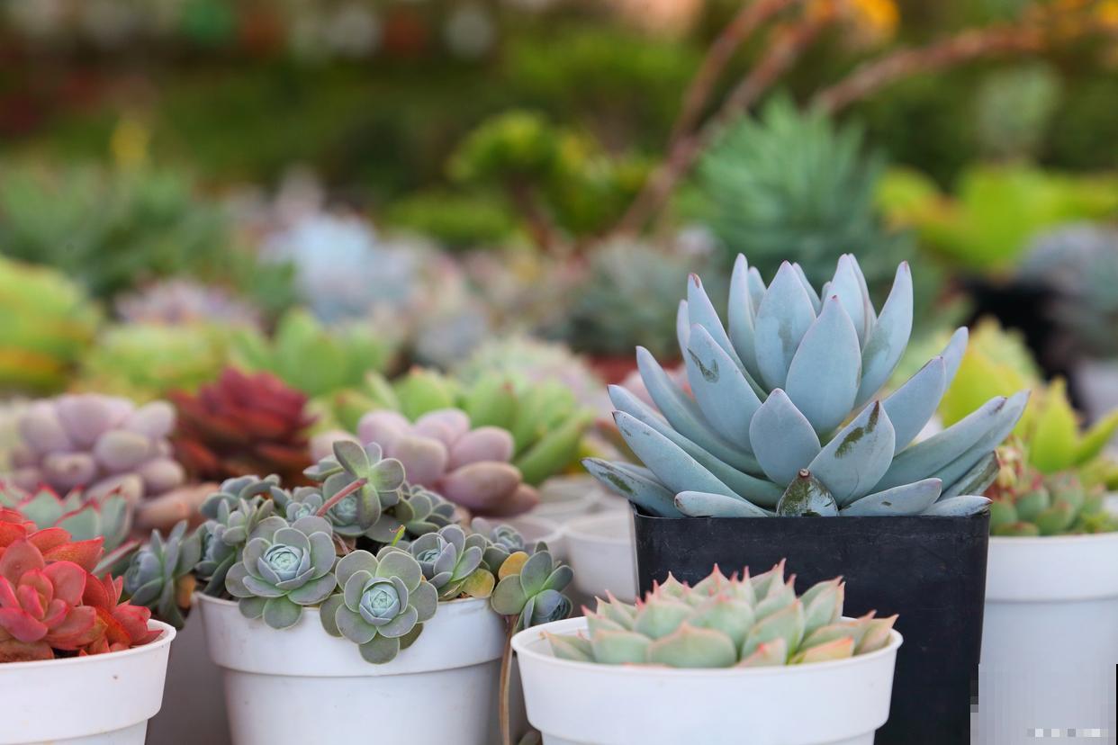 多肉开花会怎样需要注意什么