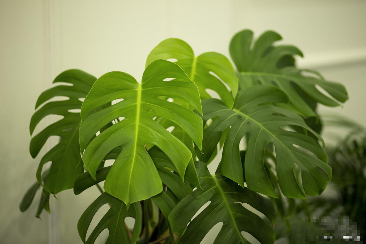 龟背竹怎么水培？