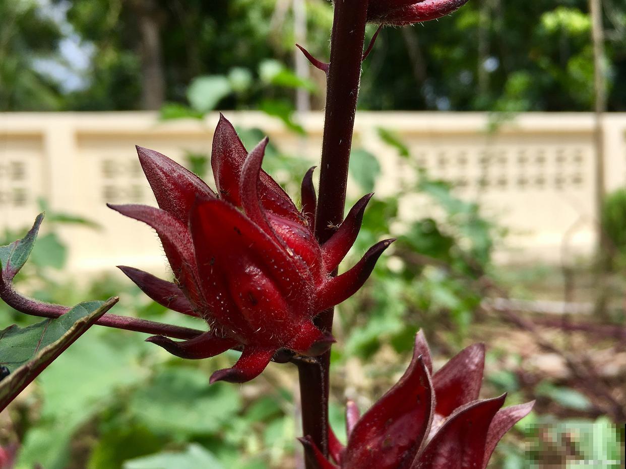 玫瑰茄怎么种植？