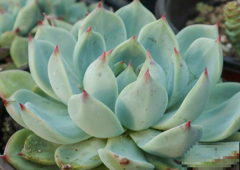 多肉叶子不生根，记住这4点，根系生长变简单