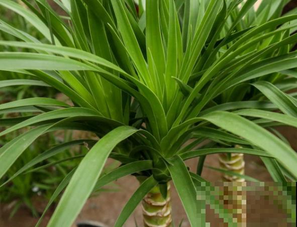 龙血树烂茎不要着急，学会这个处理方法，还能长