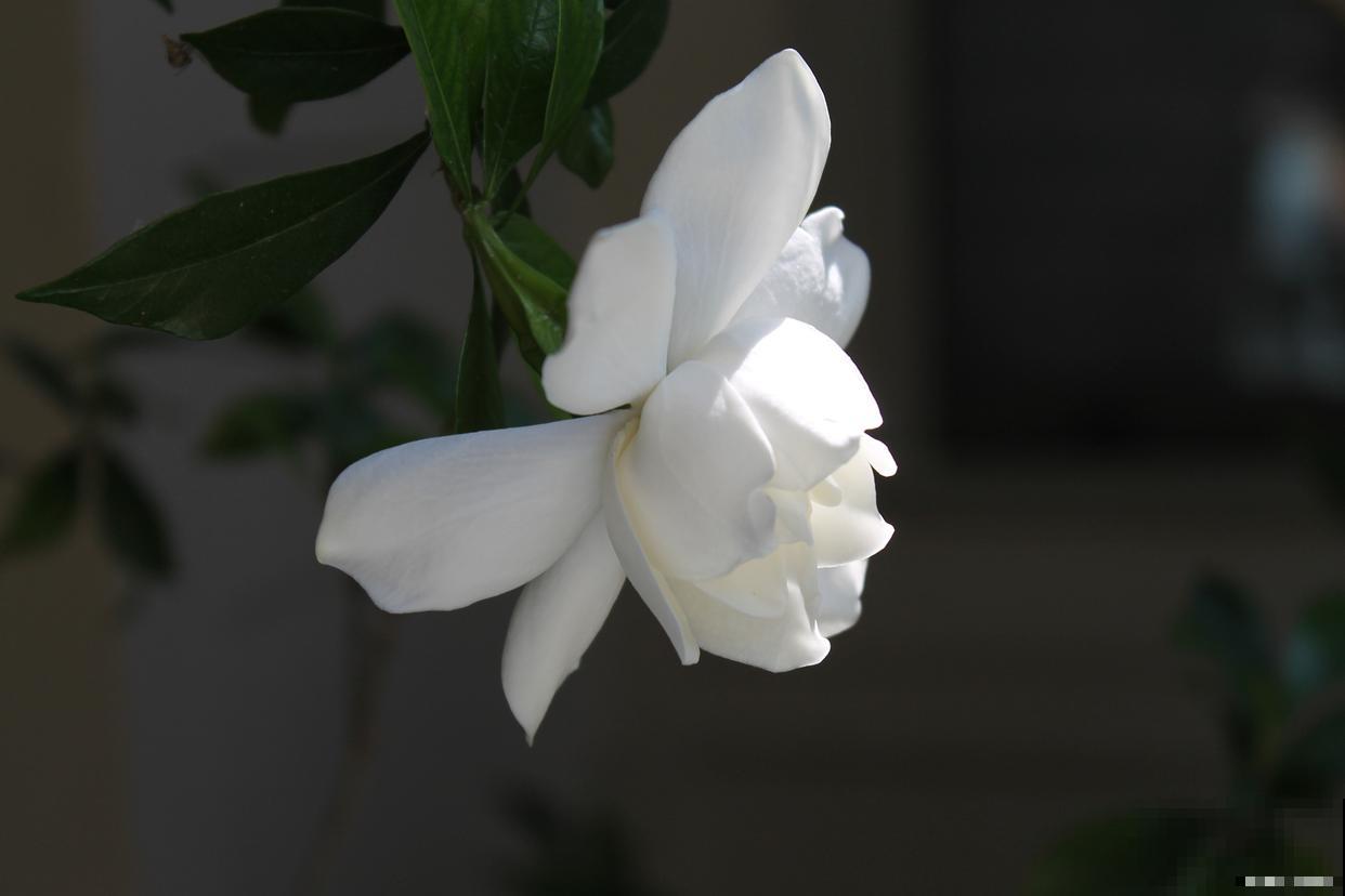 栀子花养殖方法，在家轻松养