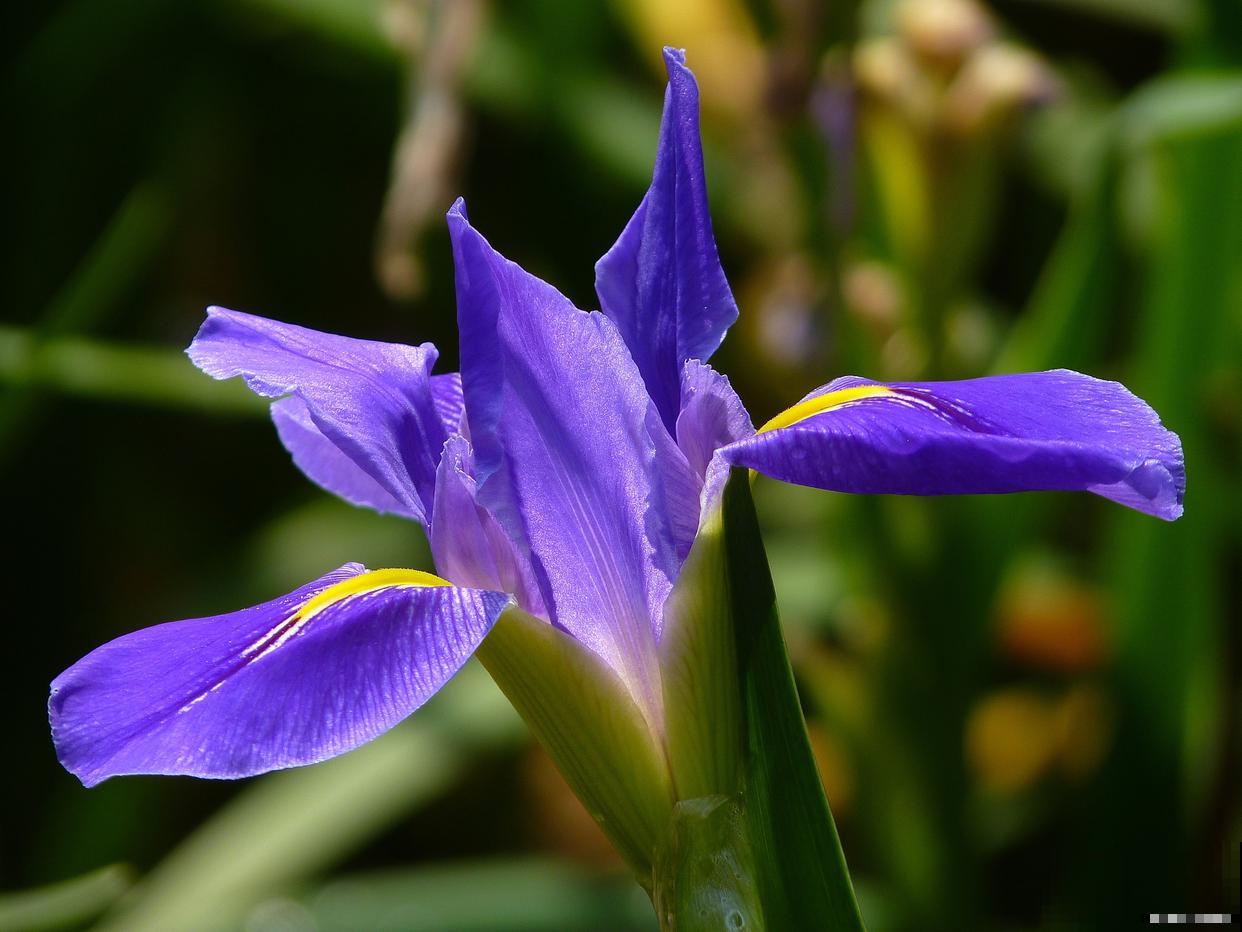 一年四季都盛开的花是什么花？