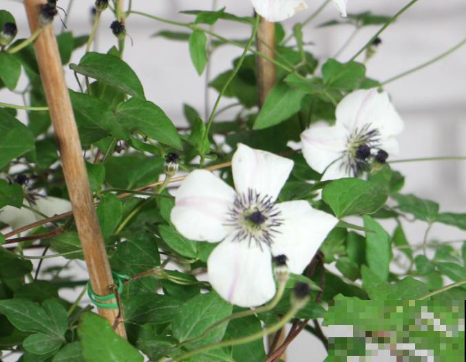 养殖铁线莲，要在秋季进行换盆，利于换盆后恢复