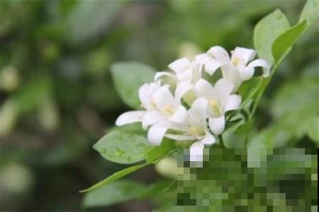 驱蚊植物是什么？五种驱蚊植物来了