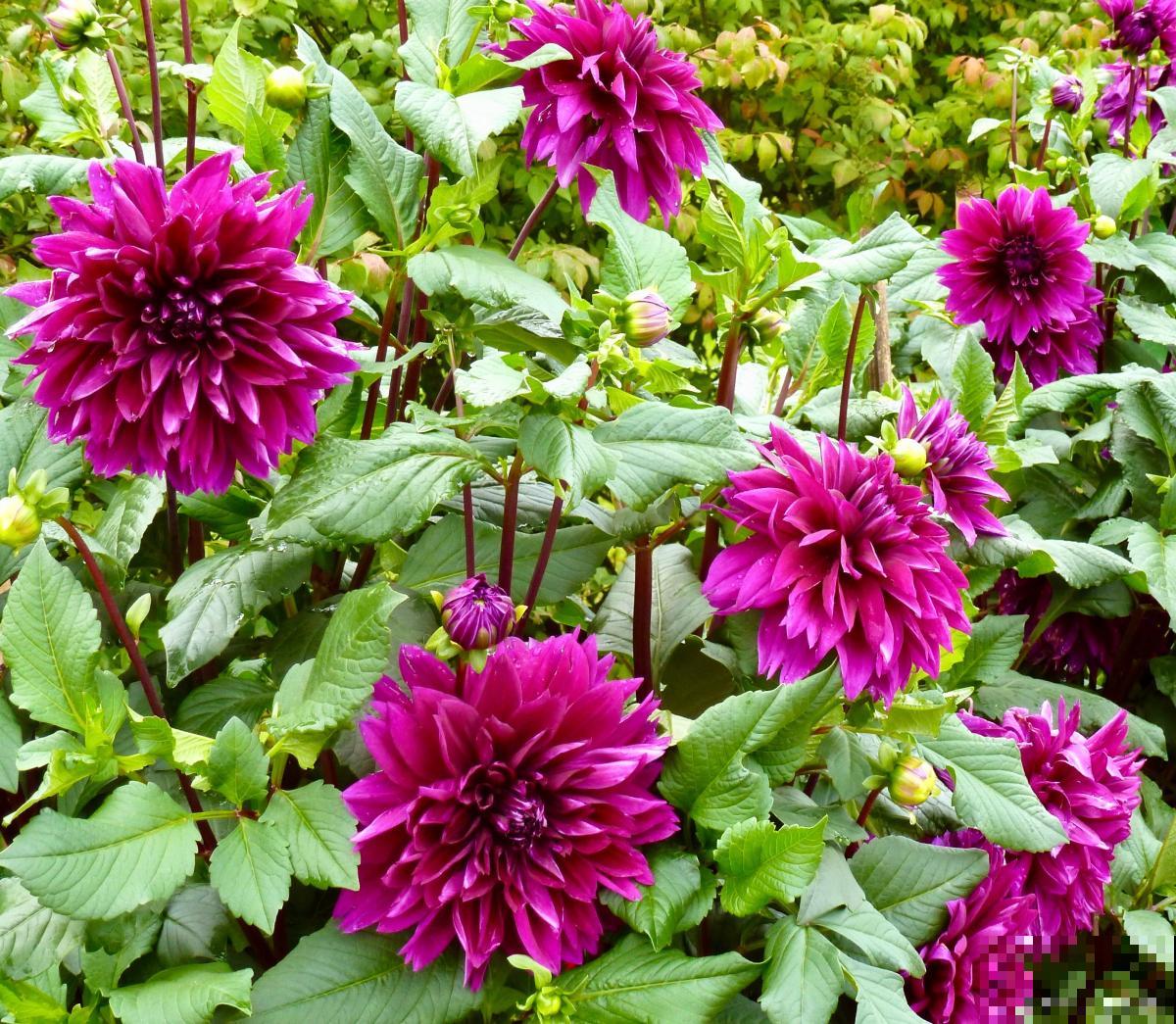 大丽花什么时候种