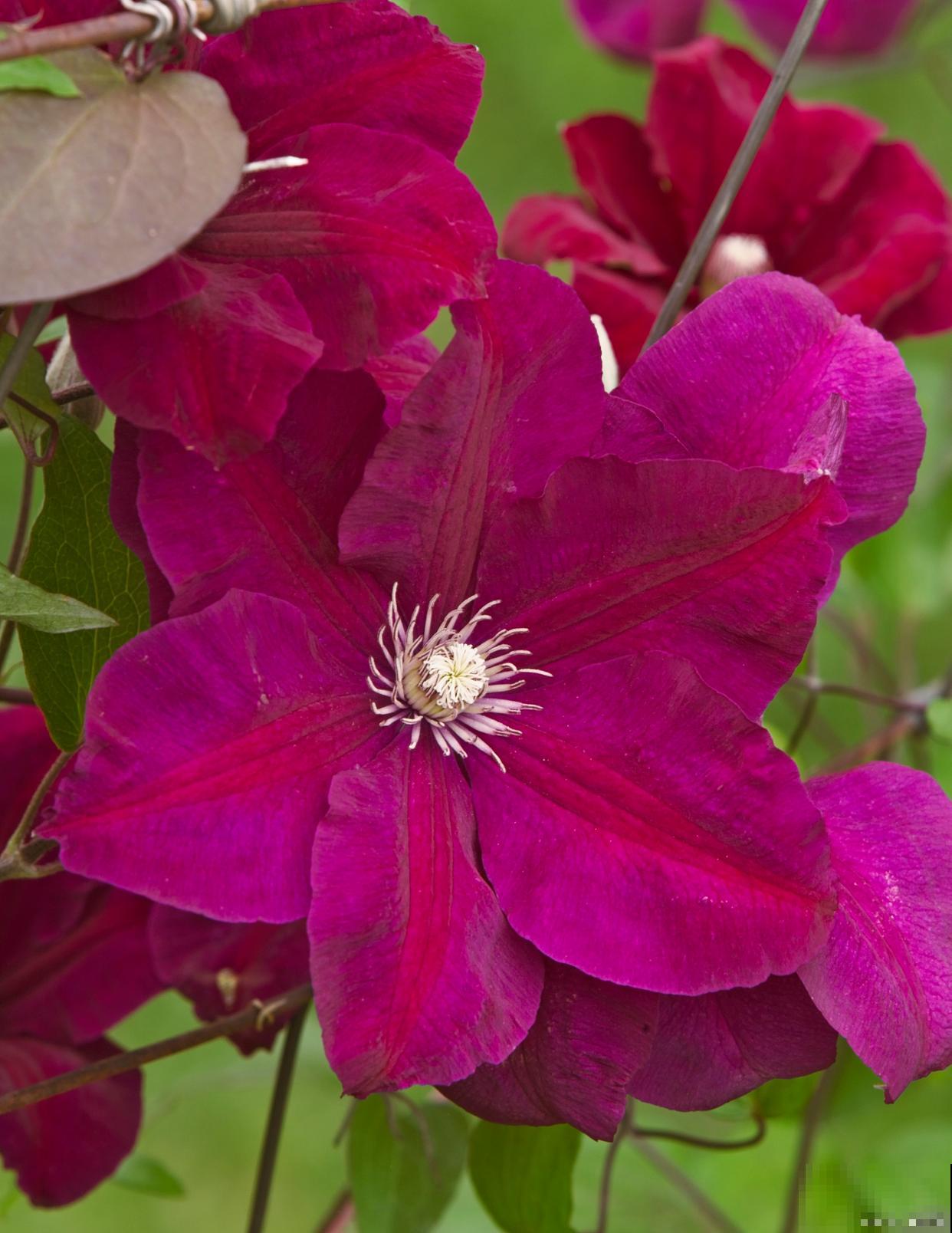 铁线莲枝干细怎么办 铁线莲枝干细怎么办