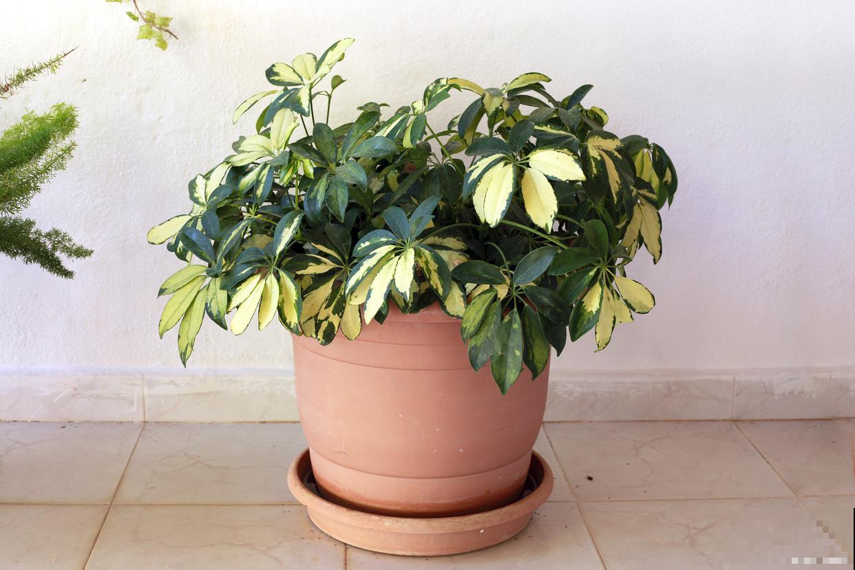 鹅掌柴用什么肥料 鹅掌柴用什么肥料