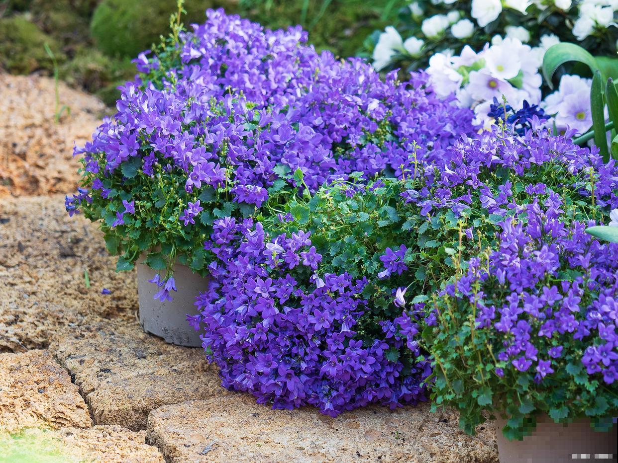 海豚花怎么修剪? 海豚花怎么修剪?