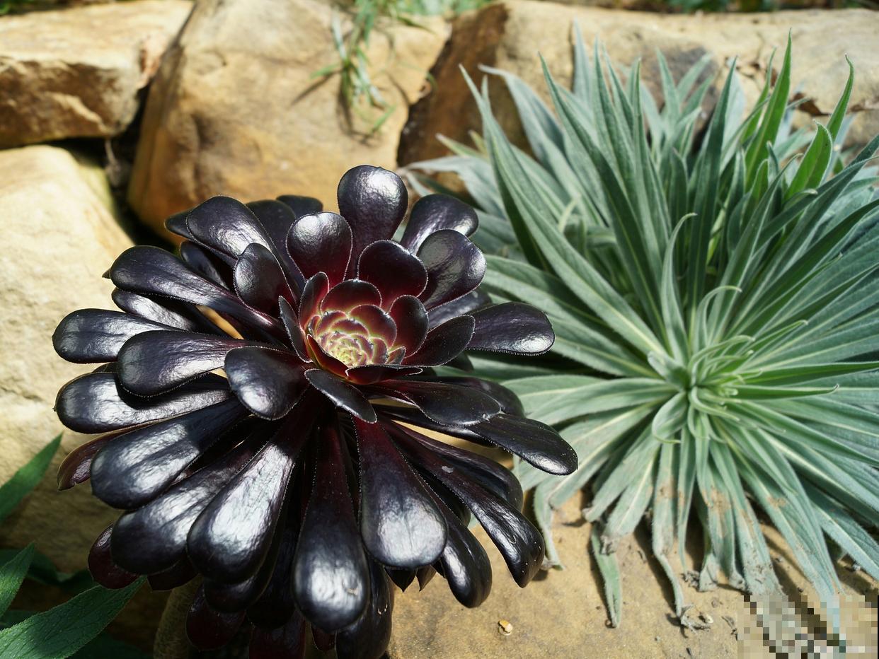 黑金刚花怎么养? 黑金刚花怎么养?