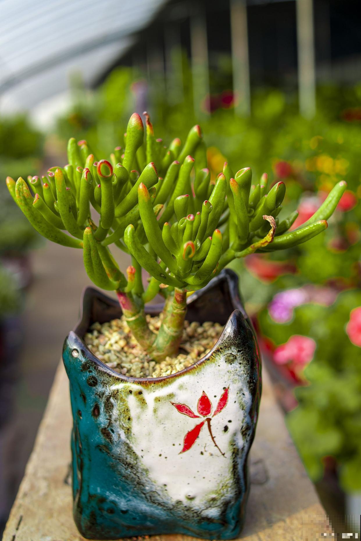 碧光环叶子萎缩了怎么办