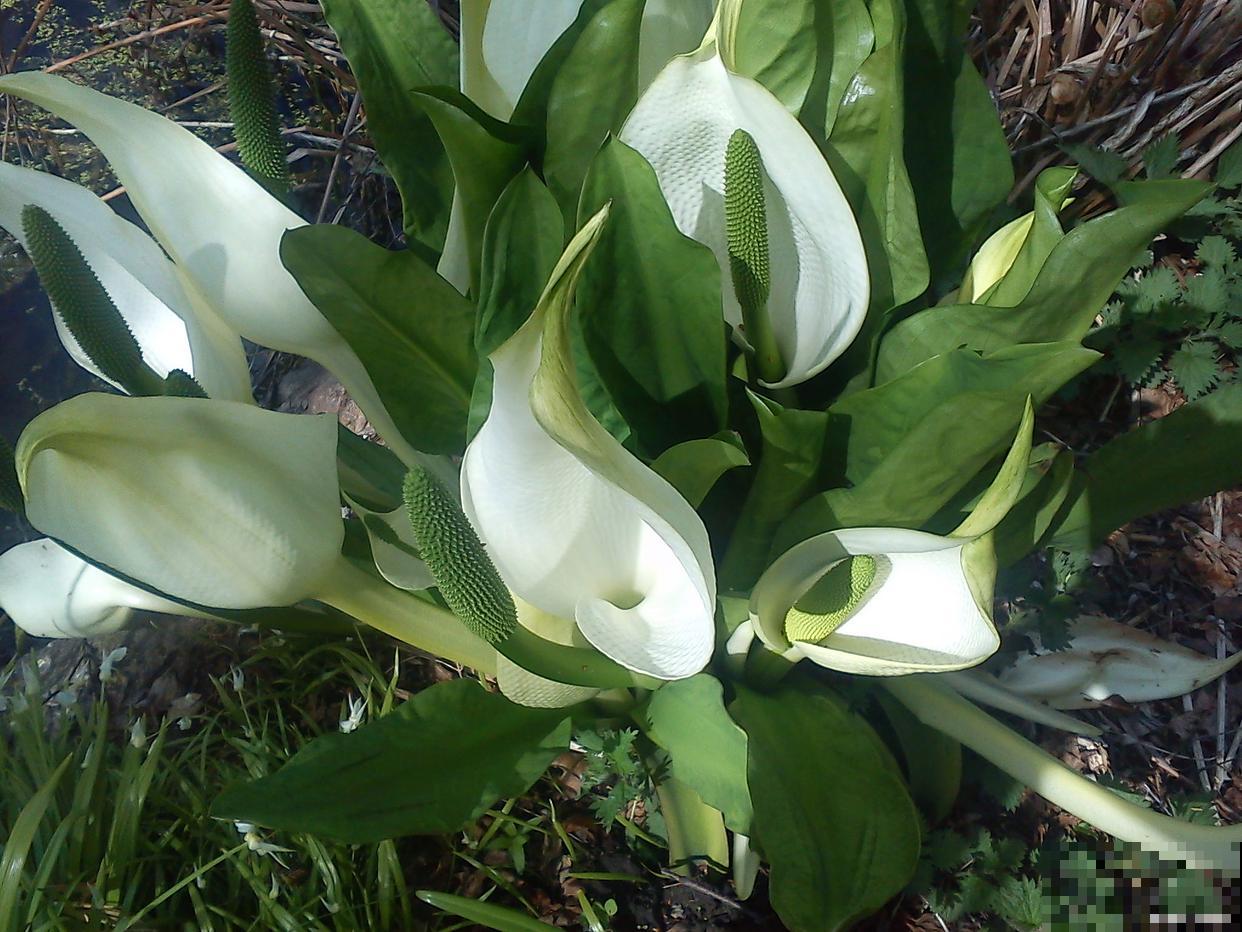 白掌的花怎么变绿了 白掌的花怎么变绿了