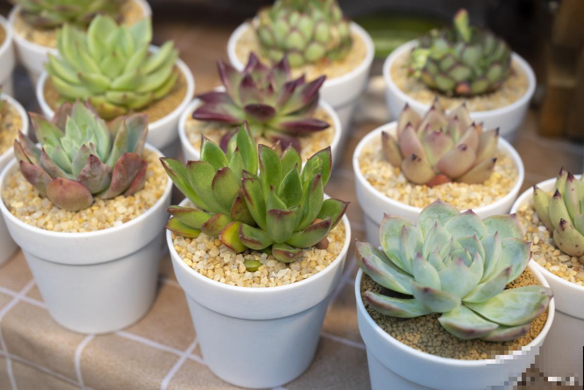 夏天怎么养多肉植物