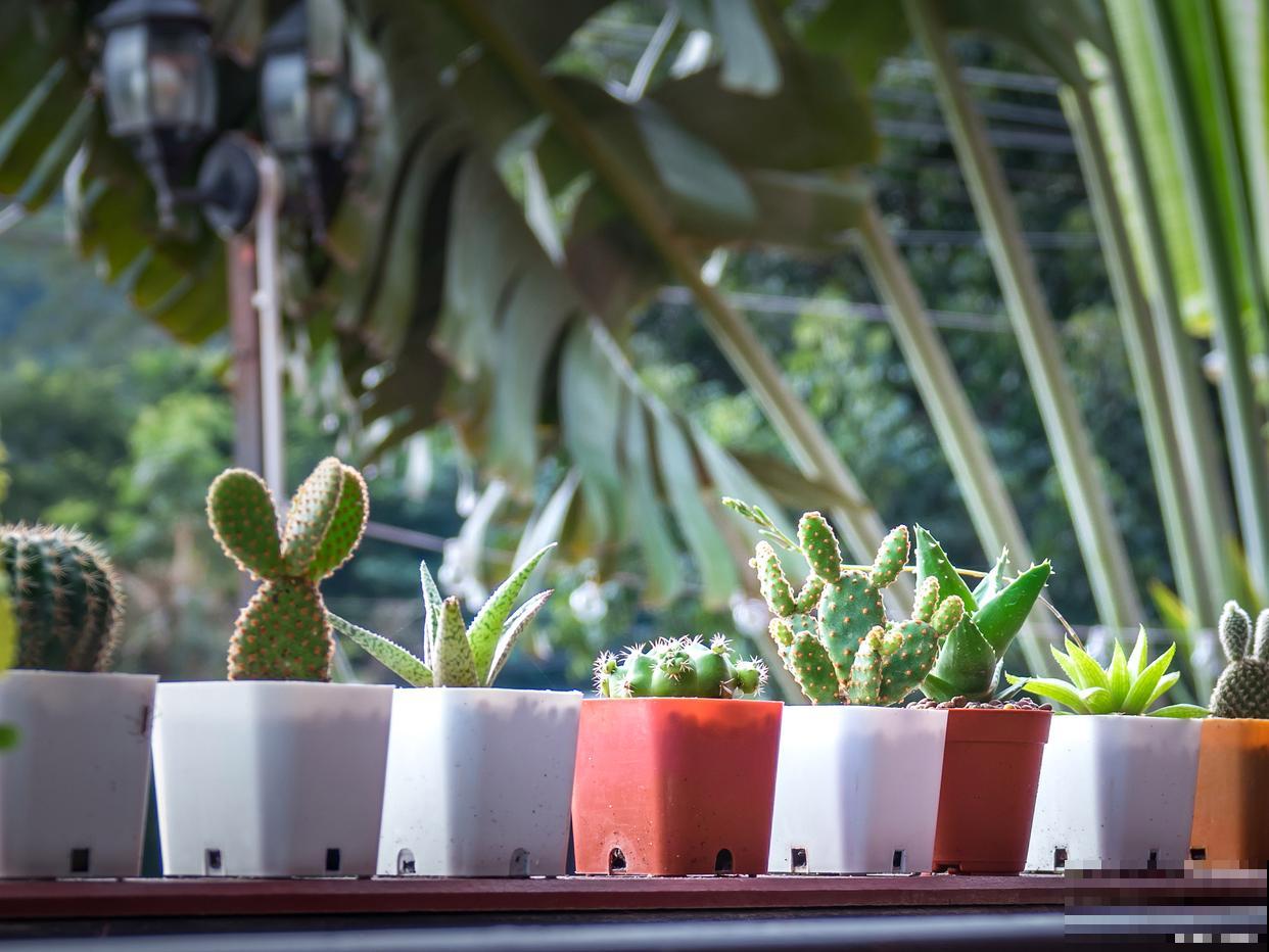 植物为什么要晒太阳