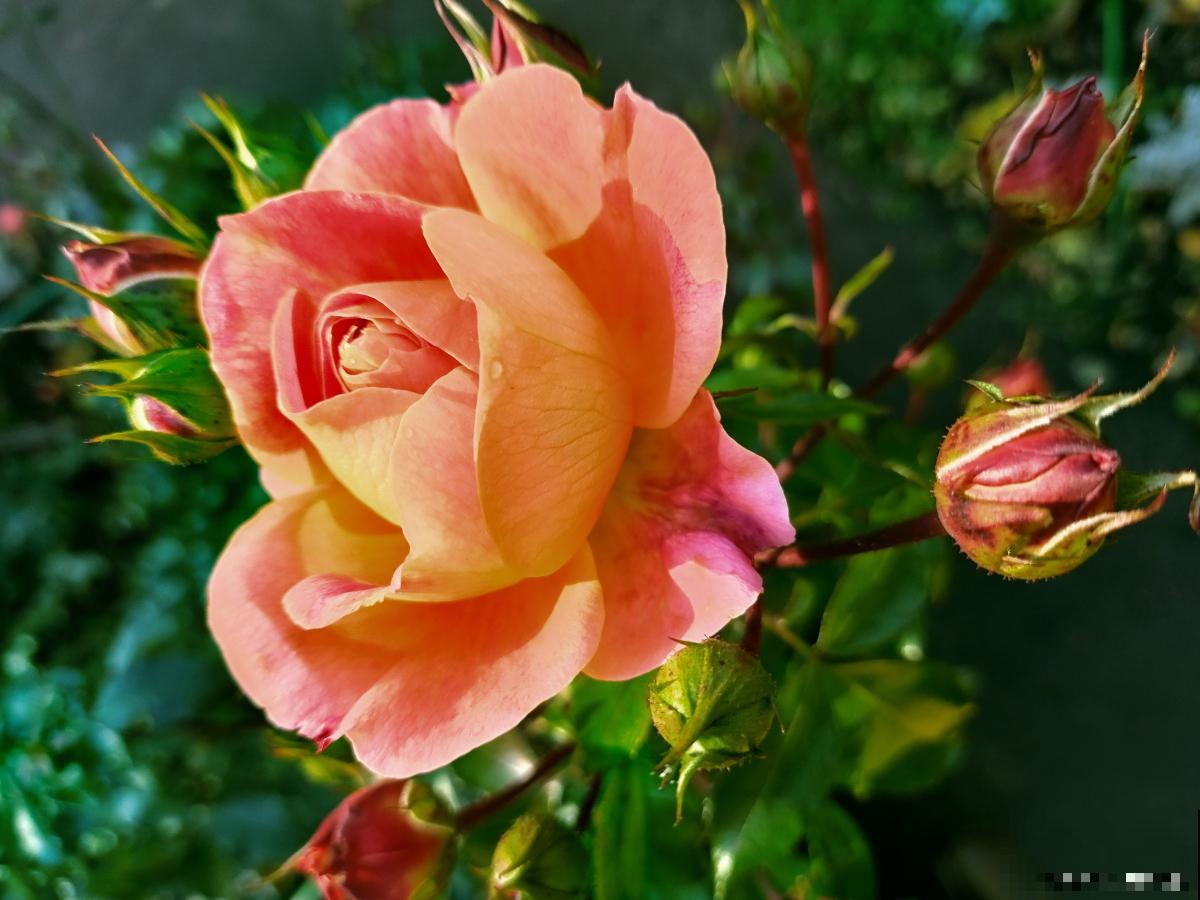 月季春天注意什么