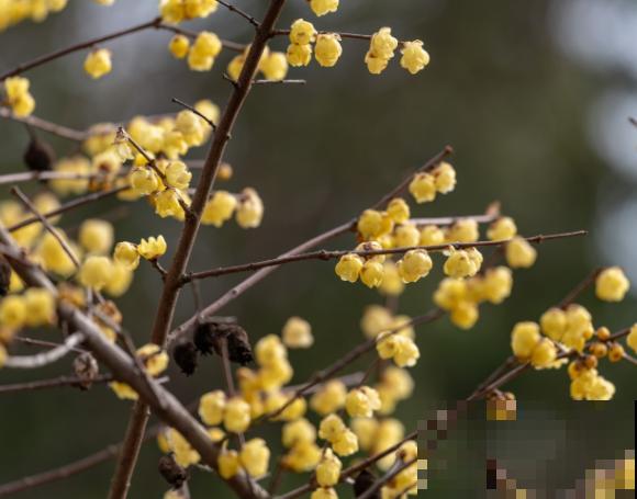 冬天开花的树，主要有这5种，观赏性极佳