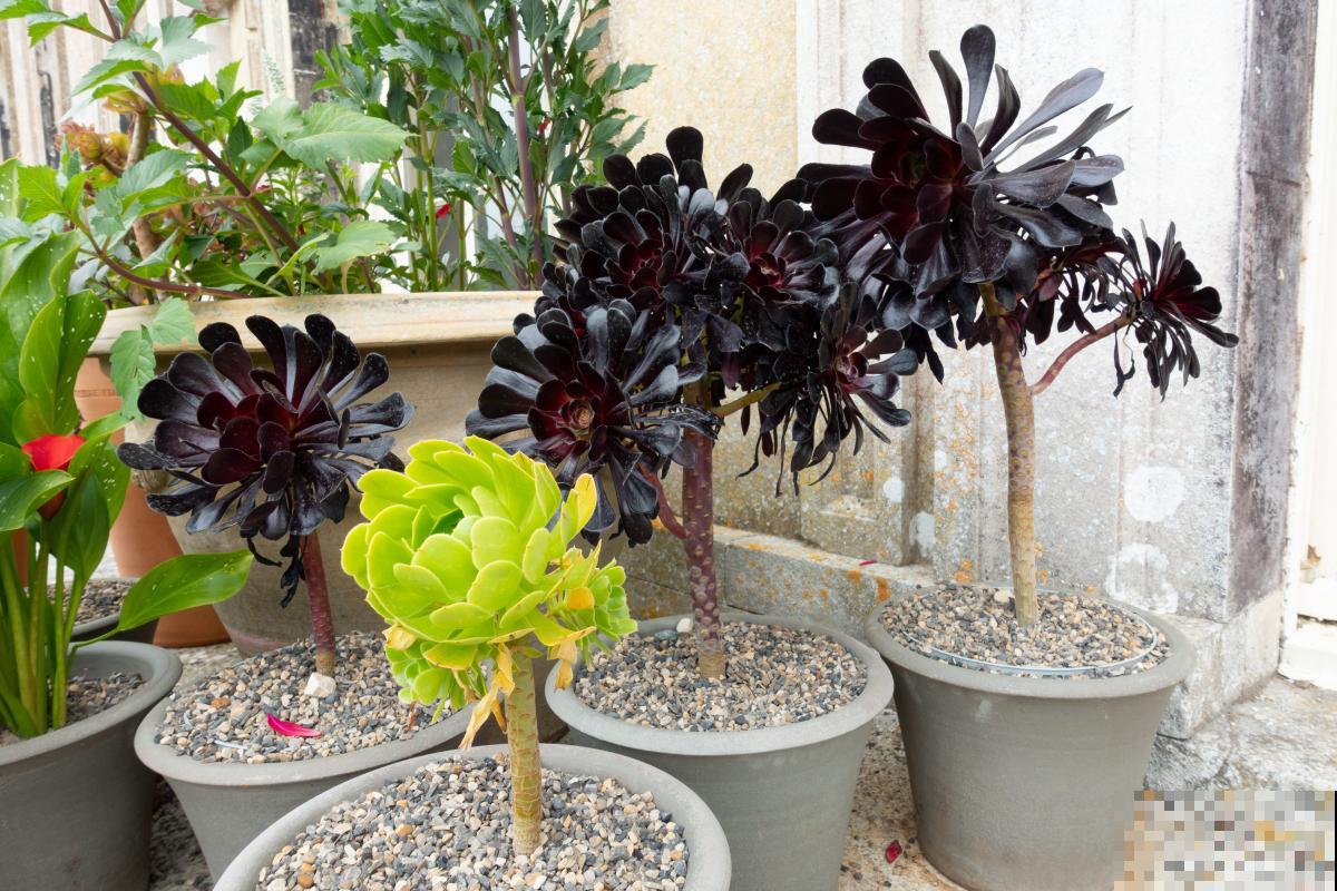 法师怎么控养出状态