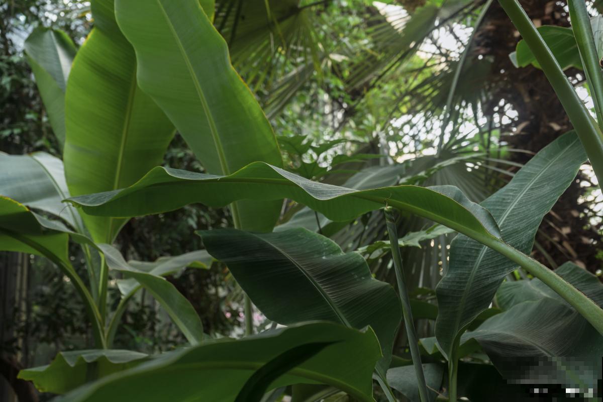 芭蕉种植需注意什么