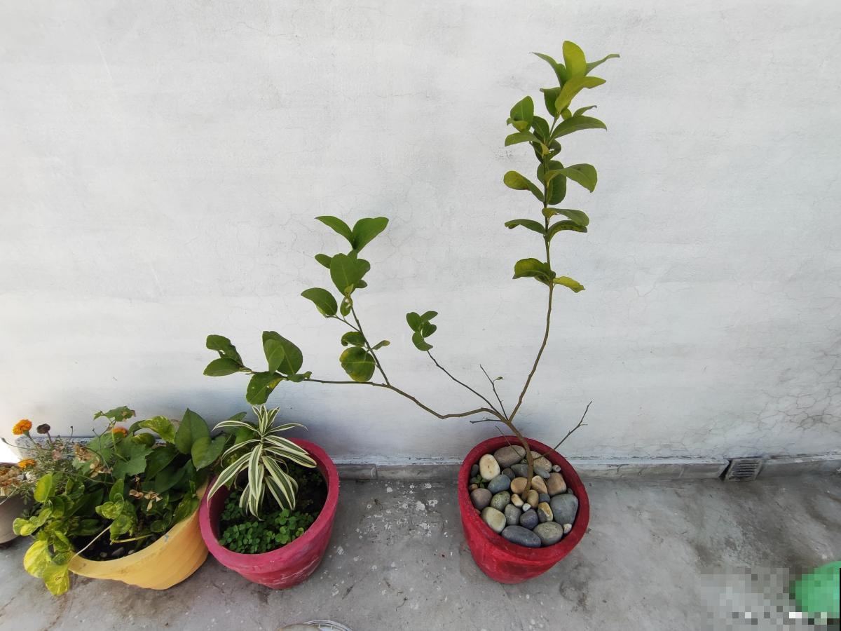 怎么可以养好盆栽蓝莓 怎么可以养好盆栽蓝莓