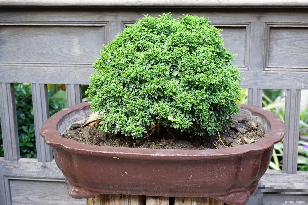 清香木有点黄掉叶子怎么办 清香木有点黄掉叶子怎么办